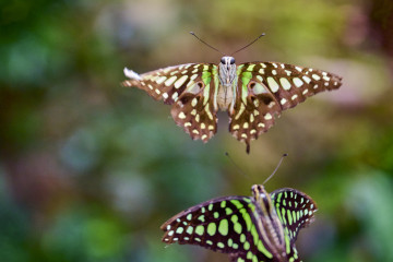 botanika Schmetterling GraphiumAgamemnon CG2022  - © Botanika