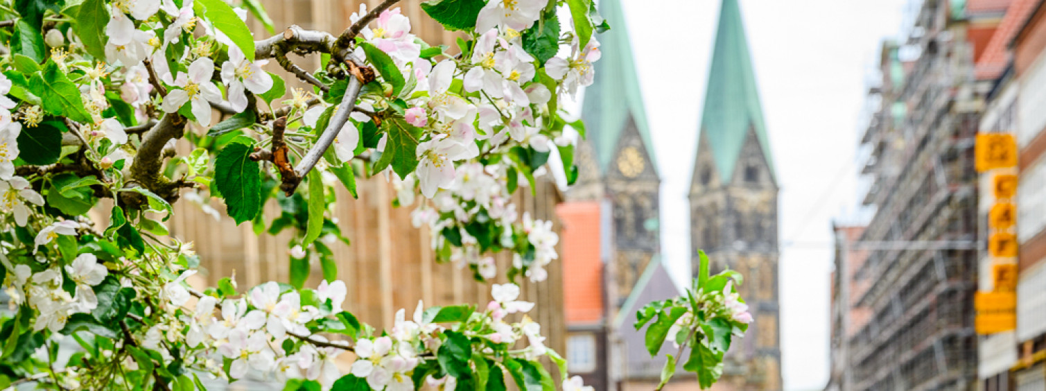 Bremen blüht auf Obernstraße