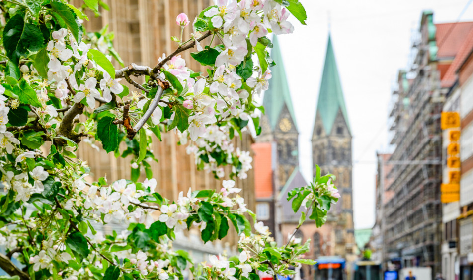 Bremen blüht auf Obernstraße