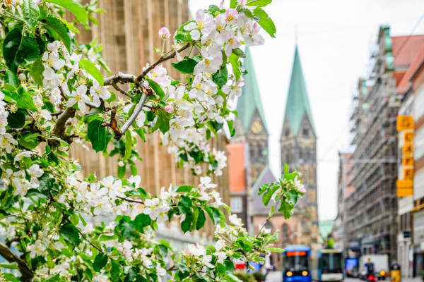 Bremen blüht auf Obernstraße