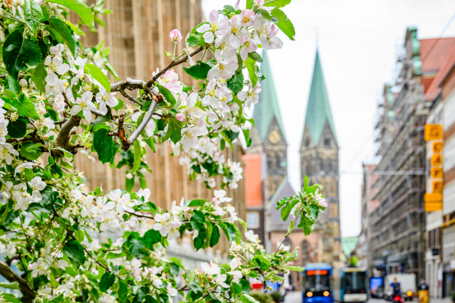 Bremen blüht auf Obernstraße